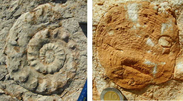 On the left is a very large ammonite we found in the top of the Zohar Formation.  Note the hammer for scale.  On the right is a closer view of a partially silicified coral from the top of the Beersheva with holes drilled in it by bivalves, some of which are still in place.