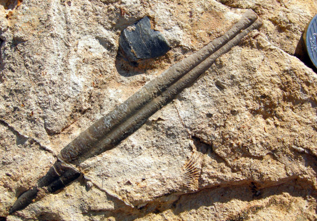 Belemnite from the Jurassic Zohar Formation.  Note sliver of coin on the right for scale.
