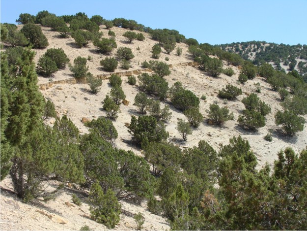 Walking the tuff bed is not difficult at Black Hill, because the tuff was well exposed.  In this photo the resistant tuff bed is exposed along the Green River slopewash.