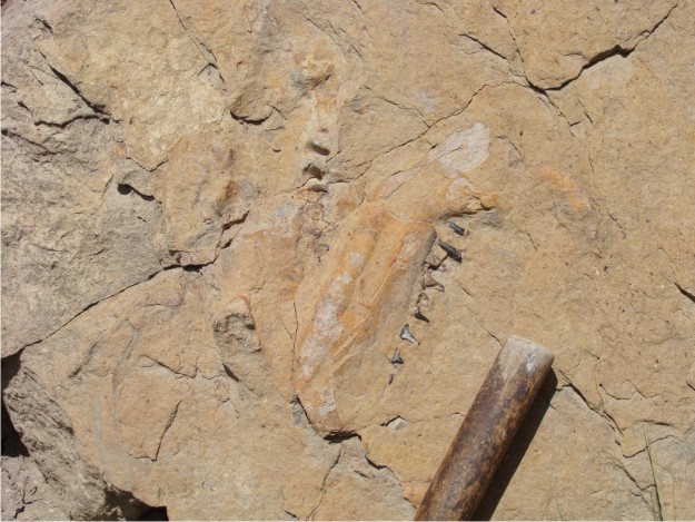 The photo above is the jaw that was found in the Colton Formation.  None of us out here are paleontologists, so naturally, we are still trying to identify the find.  By far, Terry's discovery is the best fossil that I've seen in the Colton Formation.