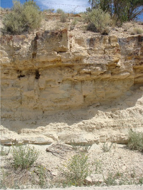 Closer view of the tuff at Gal Hill.  At this locality, the tuff is much more planar that at other localities, and it appears to maintain a constant thickness throughout.  Immediately below the tuff bed is a zone of silicified stromatolites, some of which have been slightly deformed.