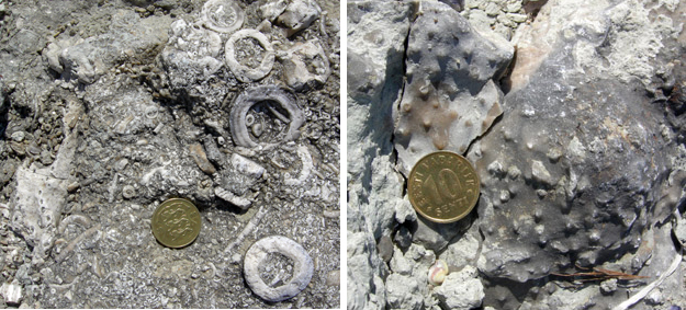 Crinoid fragments (left) and well-preserved stromatoporoids (right) at the Kaugatuma locality.