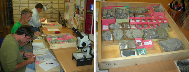 The Estonia Geology Research crew examining specimens in the Institute of Geology collections (left); a typical museum drawer (right).