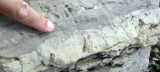 A hardground (light unit) exposed in cross-section in the sediment between stromatolite heads.  This is a layer of carbonate sediment which was cemented on the seafloor and then eroded by currents.  The dark sediment was deposited later on top of the scoured surface.  The hardground layer had been previously burrowed when still soft.