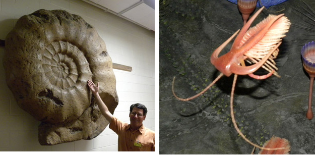 On the left is a giant ammonite we found mounted in a dim hallway.  They are usually about the size of a fist!  On the right is part of the Burgess Shale diorama showing the ubiquitous Marella.