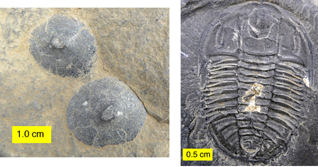 The primitive mollusc Scenella on the left and a trilobite on the right. The Burgess Shale fauna has plenty of skeletonized fauna along with the soft-bodied forms.