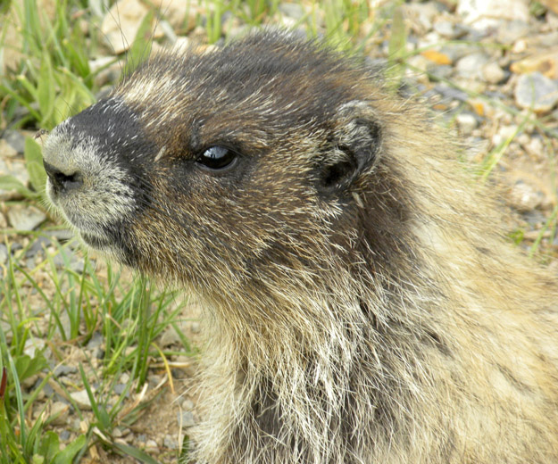 A marmot on the banks of Helen Lake.  Not at all camera shy, this little guy.