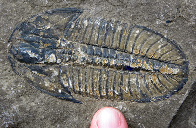 A beautiful complete trilobite. Very common here.