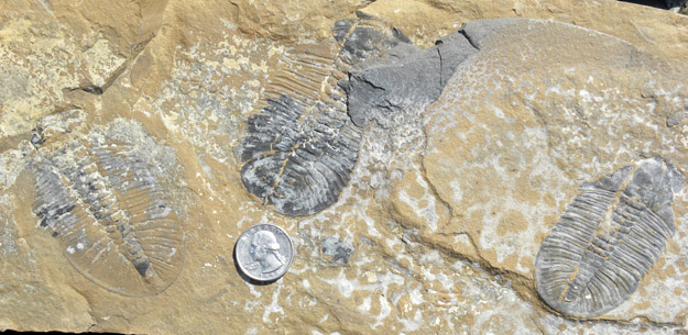Trilobites in the Mt. Stephen Trilobite Beds. (I know -- I should have had a Canadian quarter for scale!)
