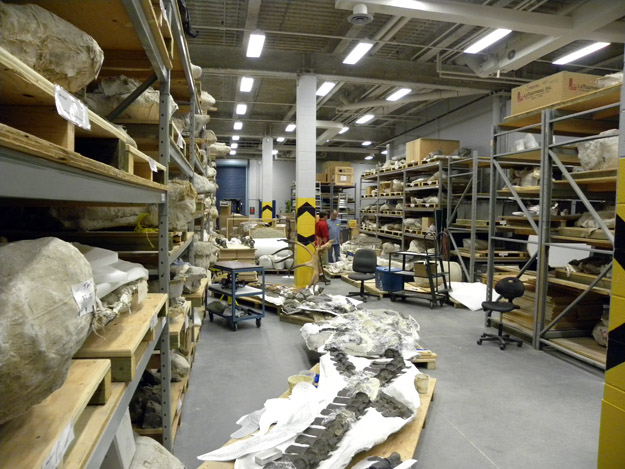 The main collections storeroom is filled with paleontological treasures.