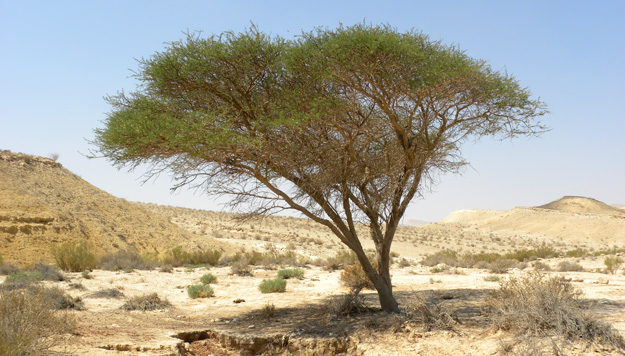 One of the very few trees in Makhtesh Gadol.  This is an acacia.
