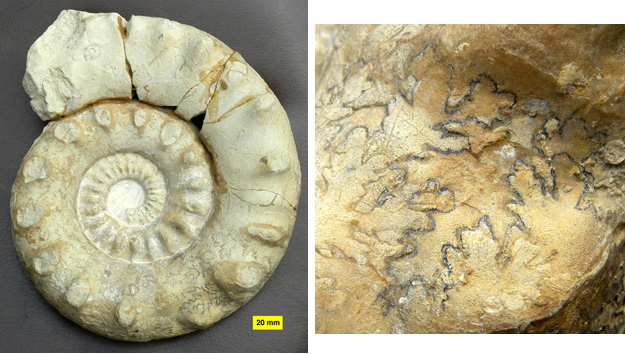 Ammonite found in the Matmor Formation at Makhtesh Gadol by Ze'ev Lewy of the Geological Survey of Israel.