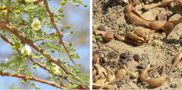 Leaves and flowers of the acacia tree shown above (left); beans and their pods on the ground beneath the tree.