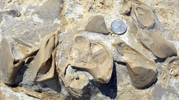 Another indication of how shallow the seas were in the Middle Jurassic of southern Israel.  This bedding plane in the Matmor Formation of Makhtesh Gadol has a gastropod (snail) fossil in the center of the image surrounded by angular shells of fossil mytilids (clams commonly called mussels today).  In life the mytilids had attached to the gastropod and each other by fine yet strong byssal thread produced by a special gland.  This kind of relationship is very common in tidal pools and other shallow areas where wave action is strong.