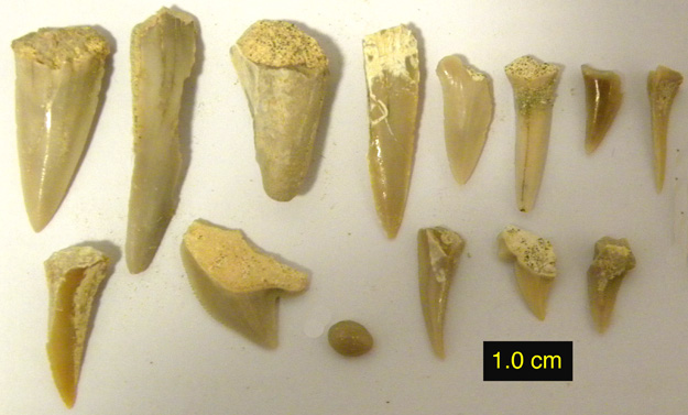 Cretaceous shark teeth collected from just north of Makhtesh Ramon (N30.56235°, E34.64876°).