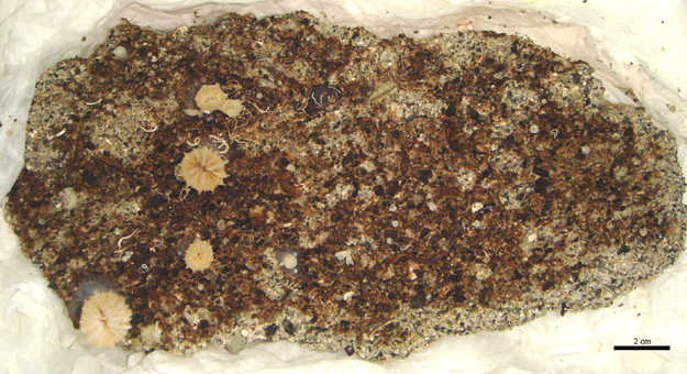 A hardground sample from the Strait of Messina (the same rock as seen in the thin-section above).  This sample was dredged from the deep-sea and is encrusted by the coral Desmophyllum dianthus and tiny tubeworms.  Collected by Agostina Vertino.