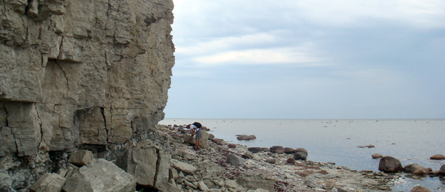 Figure 1. Jaani Formation at Panga Cliff, Saaremaa, Estonia.