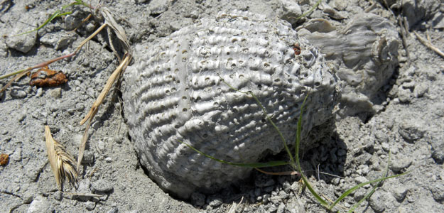 A bored Cretaceous oyster waiting patiently to be picked up on a Mississippi outcrop of the Prairie Bluff Formation (N 33.48371°, W 88.85309°).  The fossils here are found on a dried mud so when you pick them up they give a satisfying sound as they detach from the ground.  It is like opening a sealed package knowing you're the first to find it.