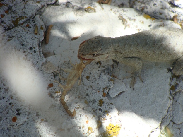 Our fierce lizard scrambled to a nearby rock to celebrate its find.  Sadly, the scorpion had no chance.