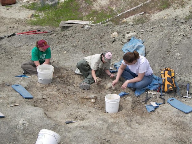 Two summer staff members and myself working on excavating a Camarasaurus at the BS (Beside Sauropod) quarry at the Wyoming Dinosaur Center. 