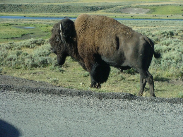 Yet another friend...a very, very large bison.