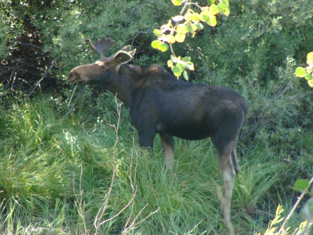 Of course, along our journey we made some friends, such as this moose grazing along the river bank.  It was amazing how one creature could tie up so much traffic!!