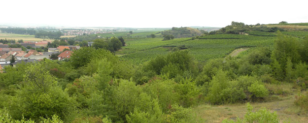 View of the vineyards near Wöllstein, Germany.