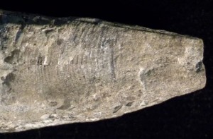 CloseConulariid123012