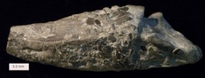 Conulariid123012