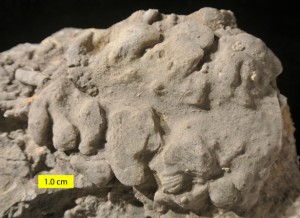 Pattersonia ulrichi Rauff, 1894_585