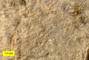 Pattersonia ulrichi closer