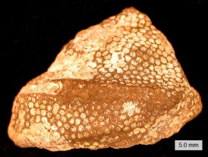 Protaraea111712