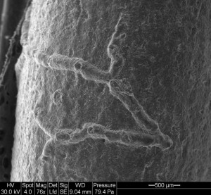 Stomatopora122812