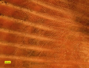 CheilostomeEtchings2_585