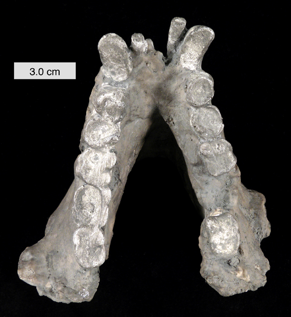 Gigantopithecus_blacki_mandible_010112