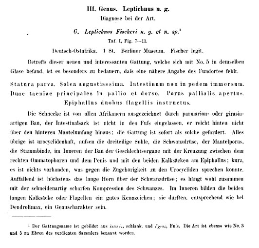 LeptichnusOriginalDescription_585 copy