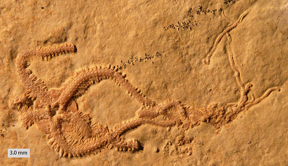Ophiopetra lithographica 010813_585