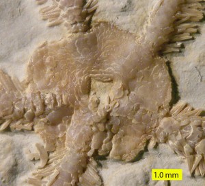 Ophiopetra lithographica aboral 010813_585