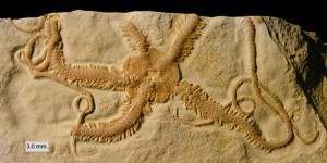 Ophiopetra lithographica aboral larger 010813_585