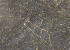 Ropalonaria_close_010513