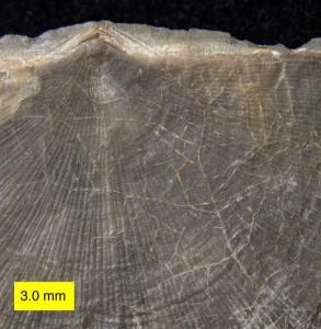 Ropalonaria_venosa_585_010213