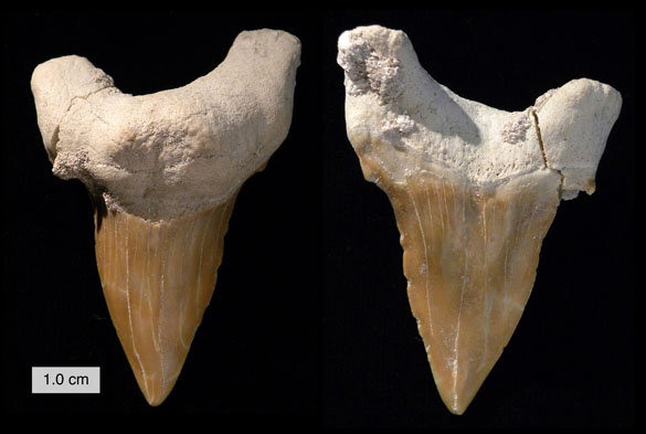 Natural Sand Tiger Goblin Mackerel Shark Teeth Fossil from Morocco Tooth Sealife 