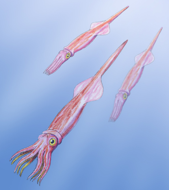 (Living belemnites reconstructed by Bogdanov on Wikipedia)