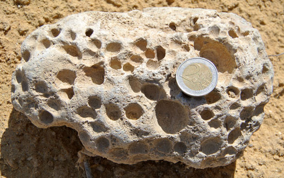 6. Pleistocene bored Miocene 060913