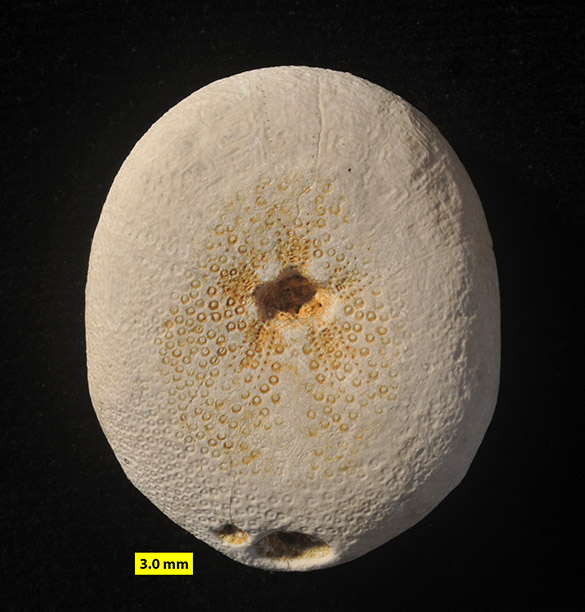 585 Echinolampas ovalis M Eocene Civrac-en-Médoc France oral