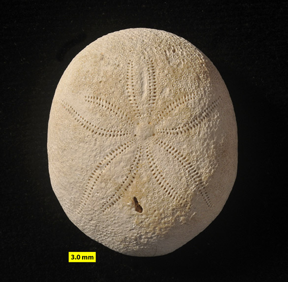 585 Echinolampas ovalis M Eocene Civrac-en-Médoc France