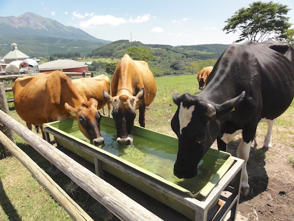 Takachiho Farm is an operating agricultural facility where visitors can milk cows and pet sheep. 