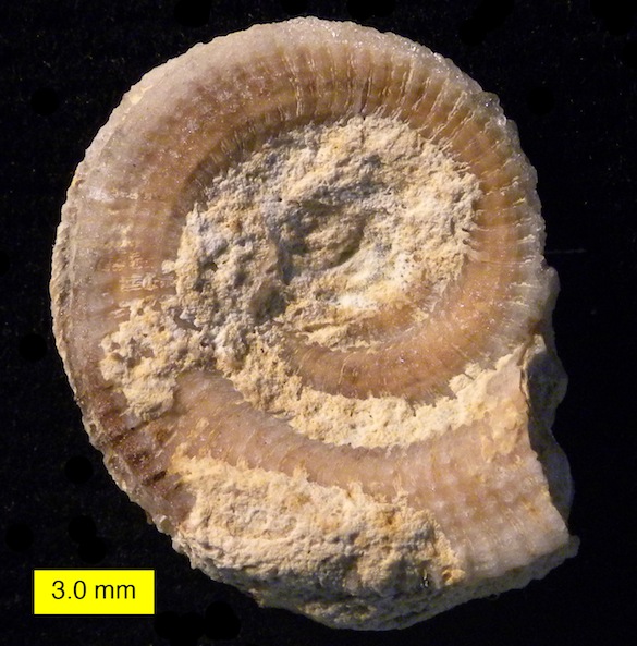 Discohelix tunisiensis adapical