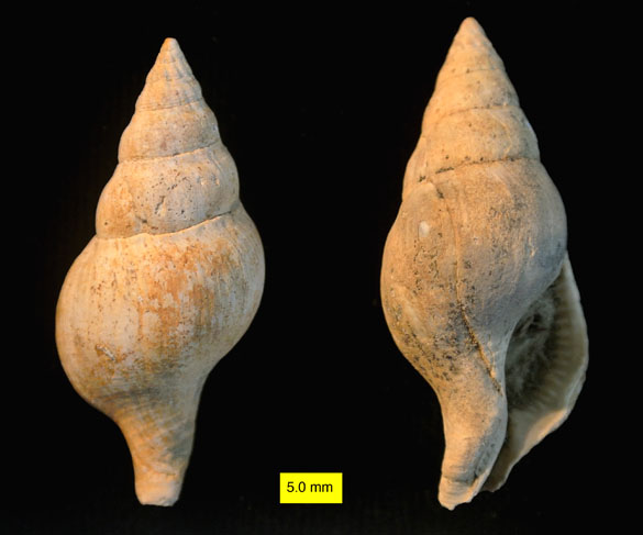 Euthria Gray 1850 Pliocene Cyprus_585