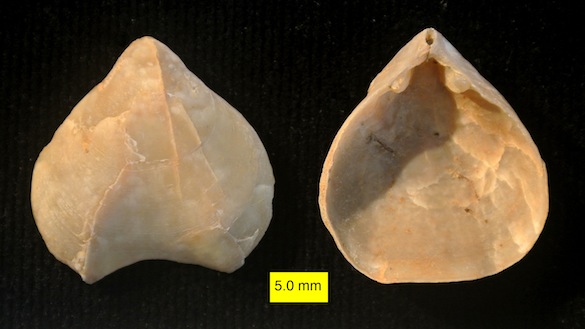 Terebratulid Pliocene Cyprus